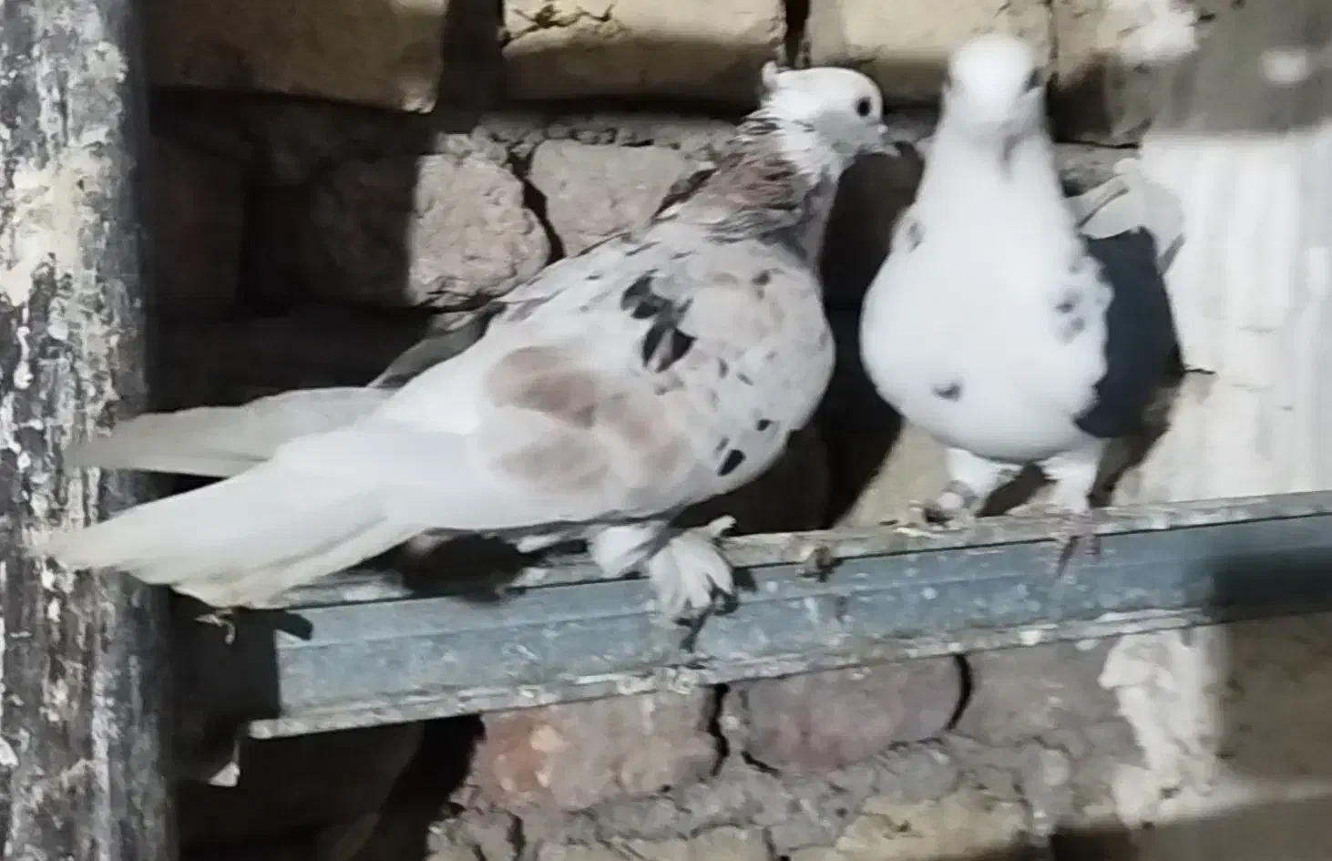 کبوتر پرشی هما سرور|پرنده|شهریار, شهرک بهاران (ویره)|دیوار