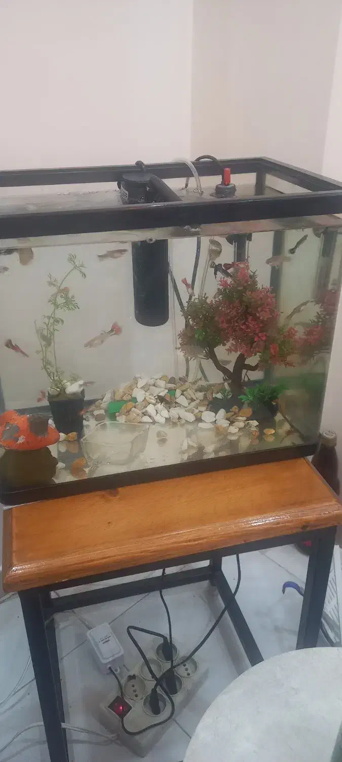 ماهی گوپی|ماهی|فولادشهر, مسکن مهر فولادشهر|دیوار