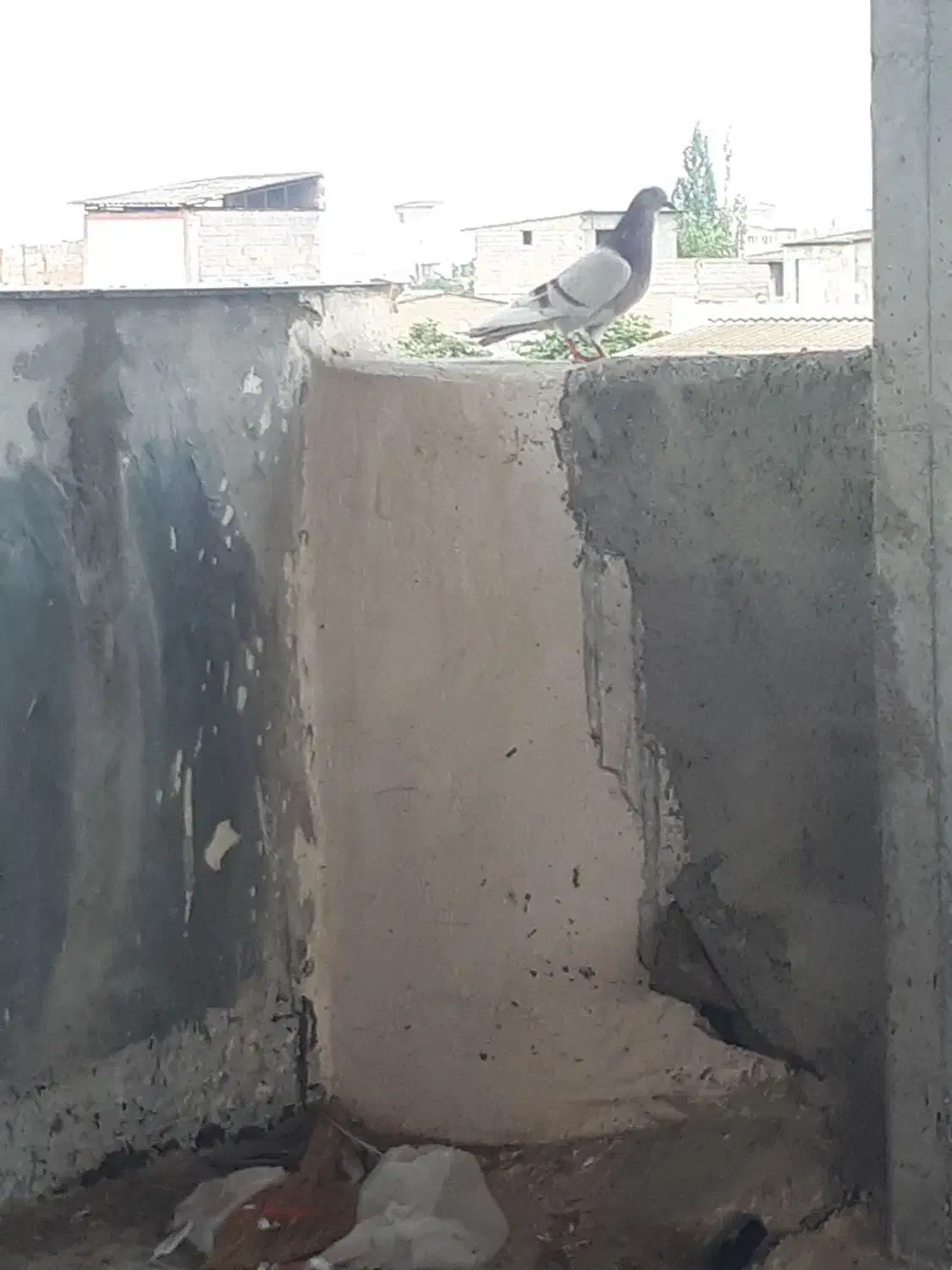 کفتر گمشده|حیوانات|گرگان, |دیوار