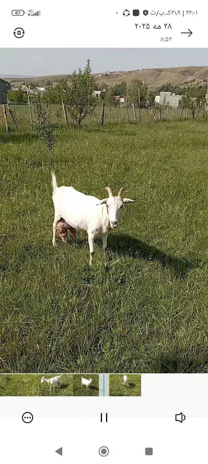 بزسانن اصل فرانسه|حیوانات مزرعه|ترکمانچای, |دیوار