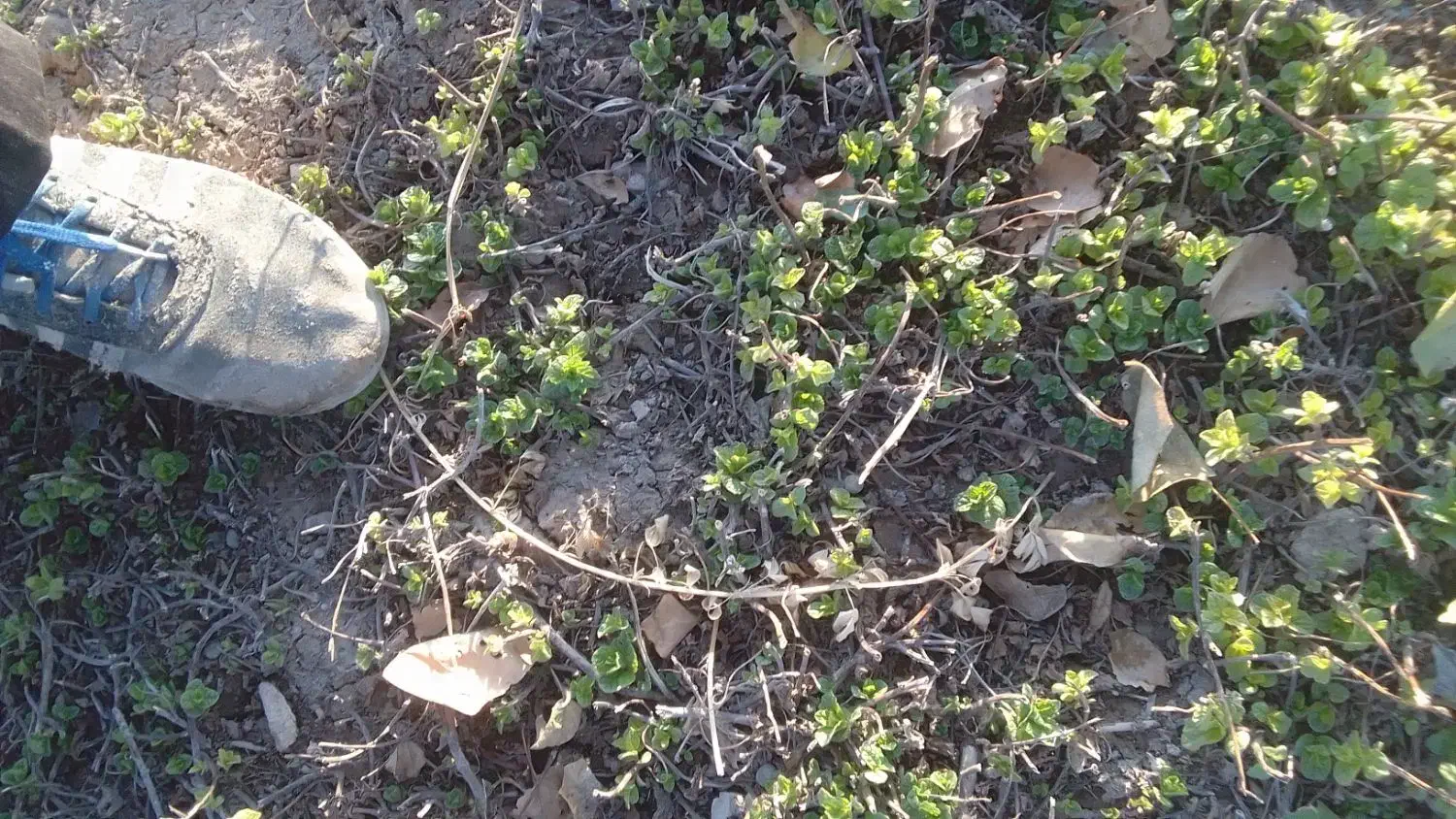 ریشه نعناع ترخون|گل و گیاه طبیعی|قوچان, |دیوار