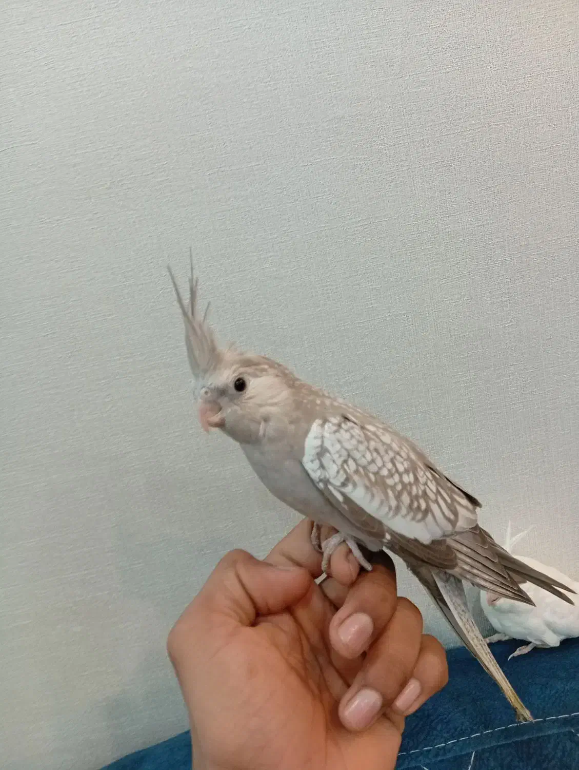 عروس هلندی ی ماده|پرنده|شوشتر, |دیوار