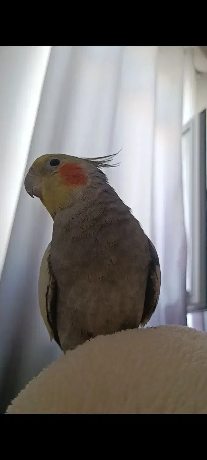 عروس هلندی گم شده|حیوانات|آستارا, |دیوار