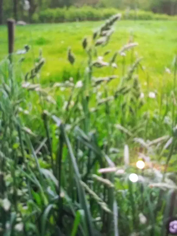 علوفه باغی|عمدهفروشی|سمیرم, |دیوار