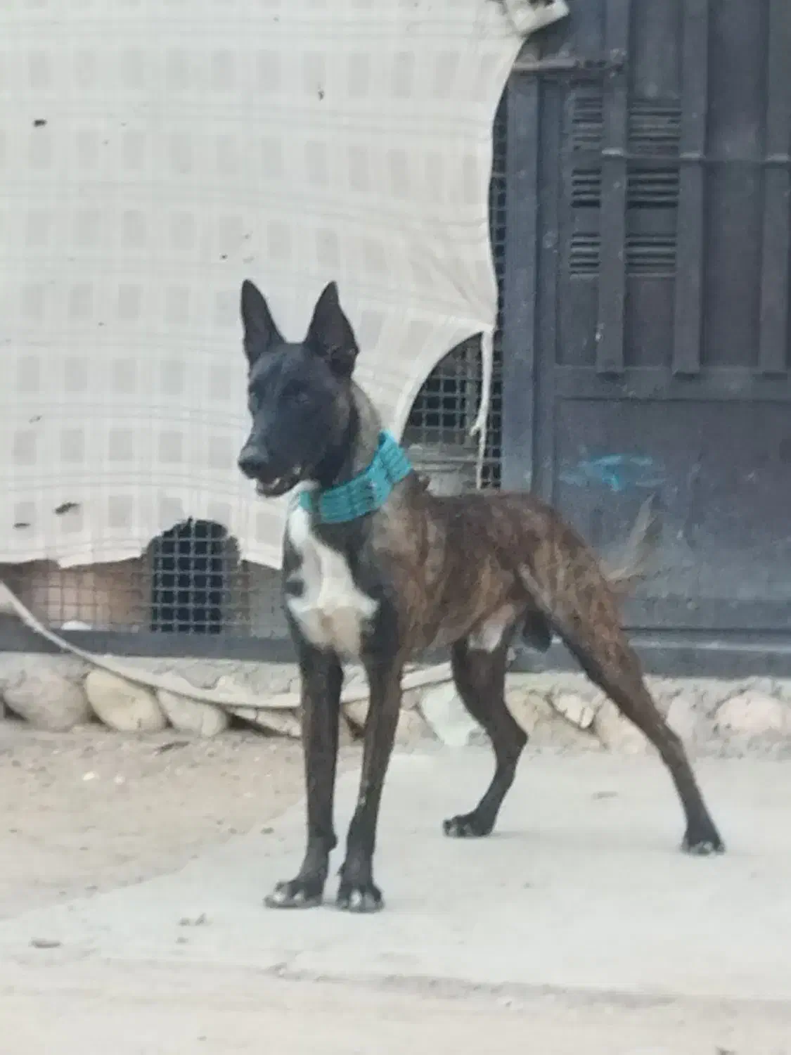 سگ مالینیوز|سگ|بندرعباس, |دیوار