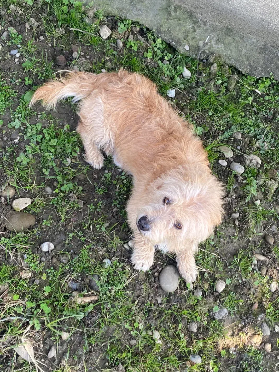 سگ پاکوتا حرف گوش‌کن|سگ|بابل, |دیوار