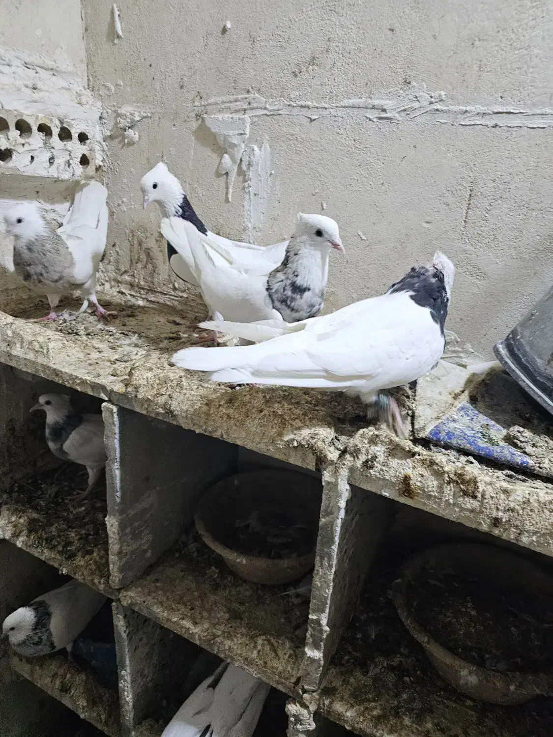 کبوتر|پرنده|بهبهان, |دیوار