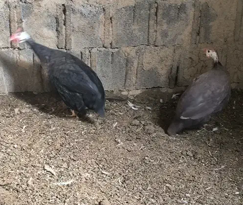 مرغ شاخدار|حیوانات مزرعه|ابرکوه, |دیوار