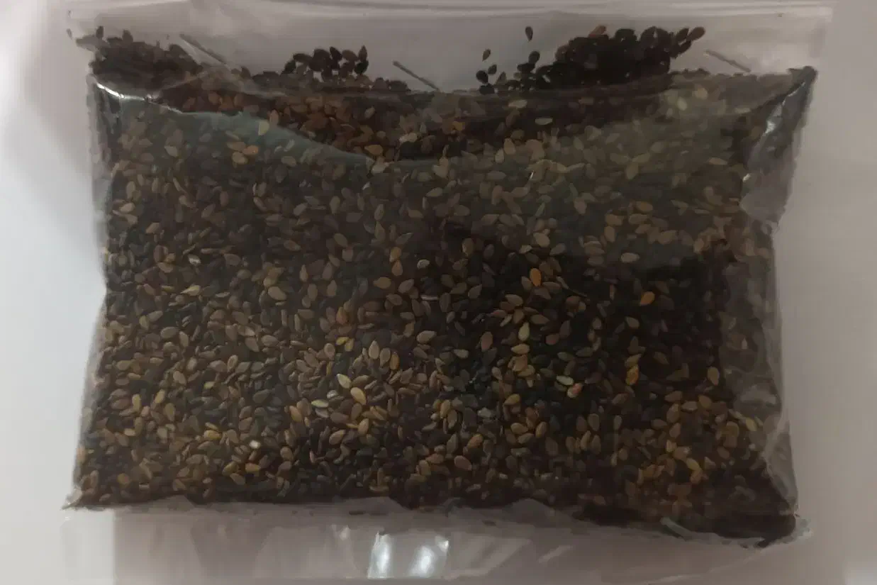 کنجد|خوردنی و آشامیدنی|تربتحیدریه, ترمینال|دیوار