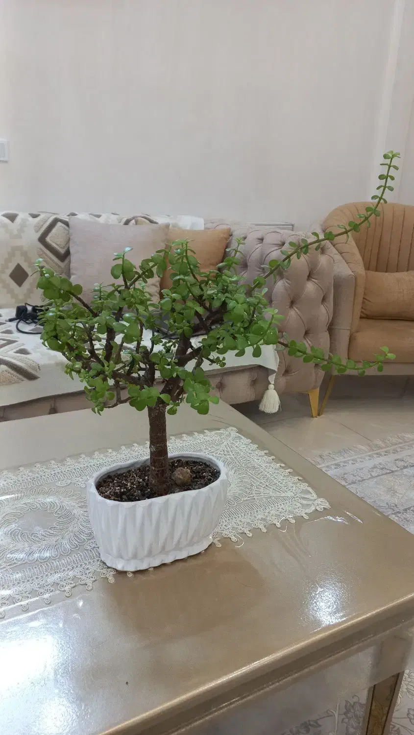 گل بنسای خرفه ای|گل و گیاه طبیعی|پاکدشت, پاکدشت (مامازند)|دیوار
