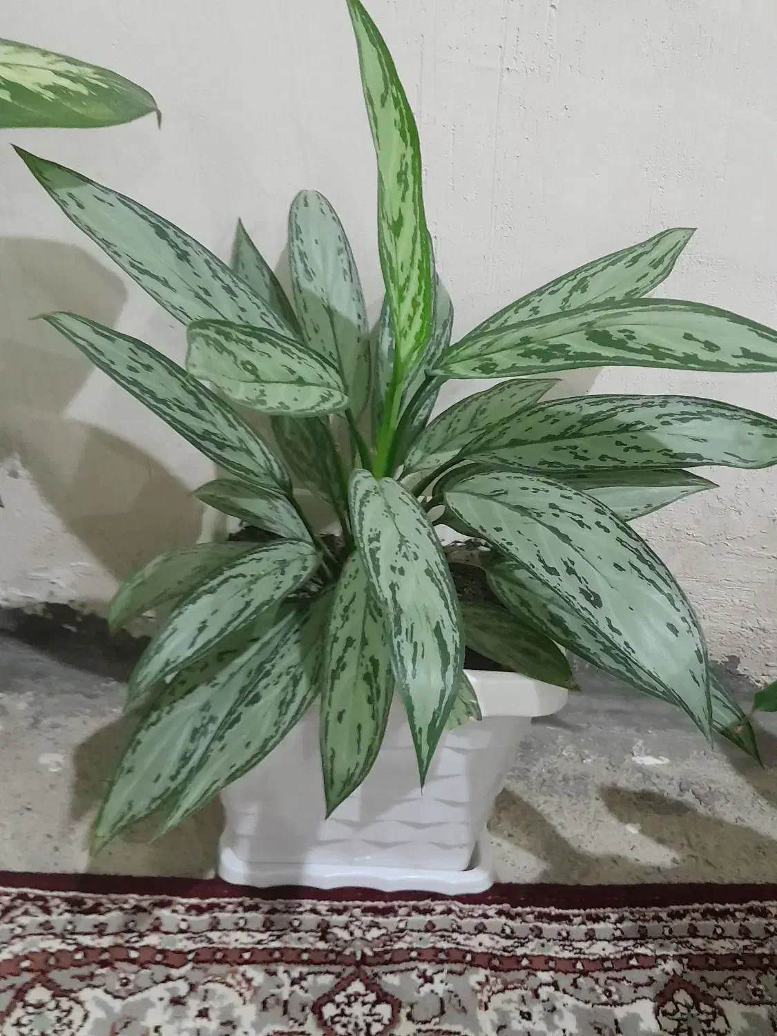 گل خانگی|گل و گیاه طبیعی|بانه, |دیوار