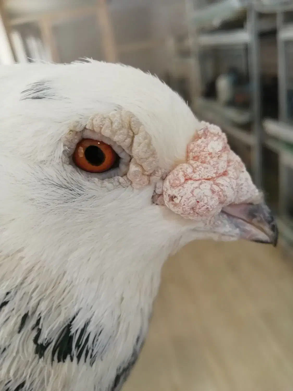 کبوتر استثنایی نر|پرنده|خسروشاه, |دیوار