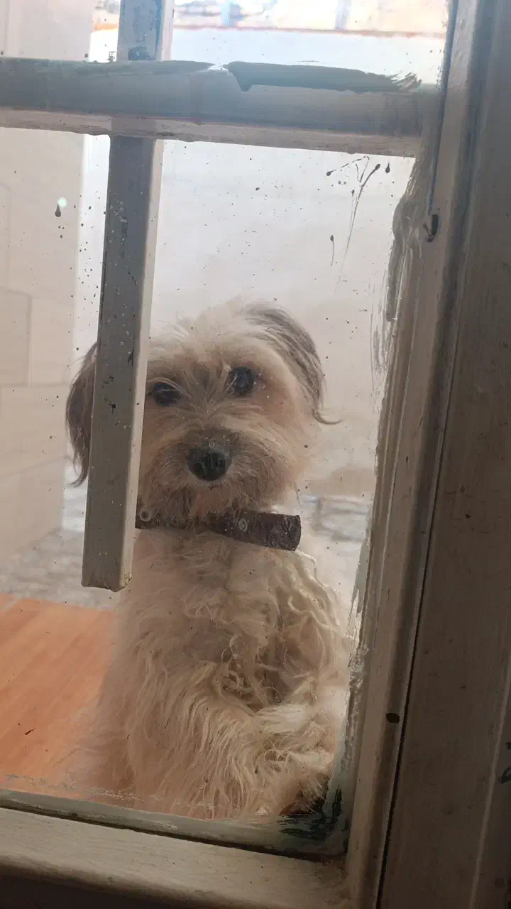 باهوش مهربون|سگ|الوند, |دیوار