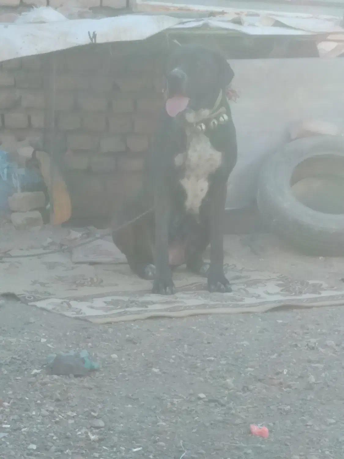 سگ ماده|سگ|تربتحیدریه, کلاته توکلی|دیوار