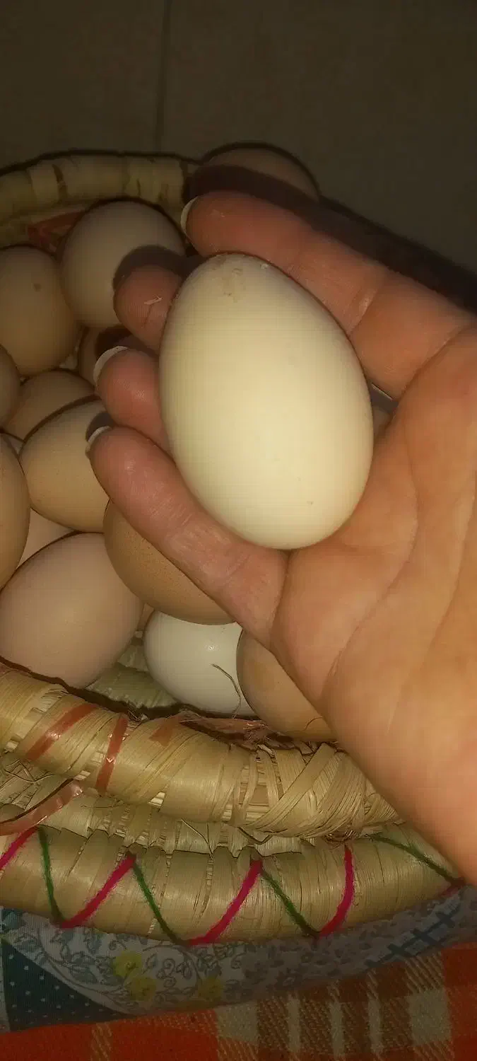 تخم مرغ محلی خوراکی|خوردنی و آشامیدنی|شیراز, محراب|دیوار