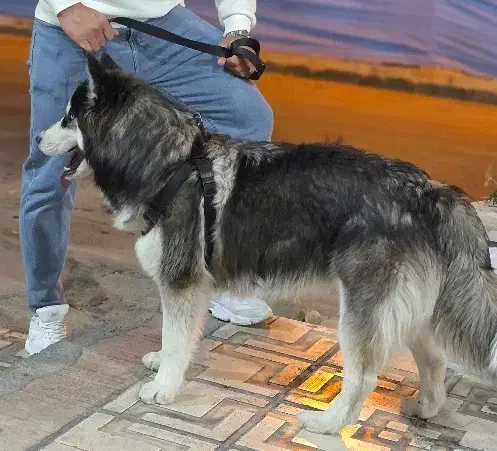 سک هاسکی اصل|سگ|شیراز, شهرک گلستان|دیوار