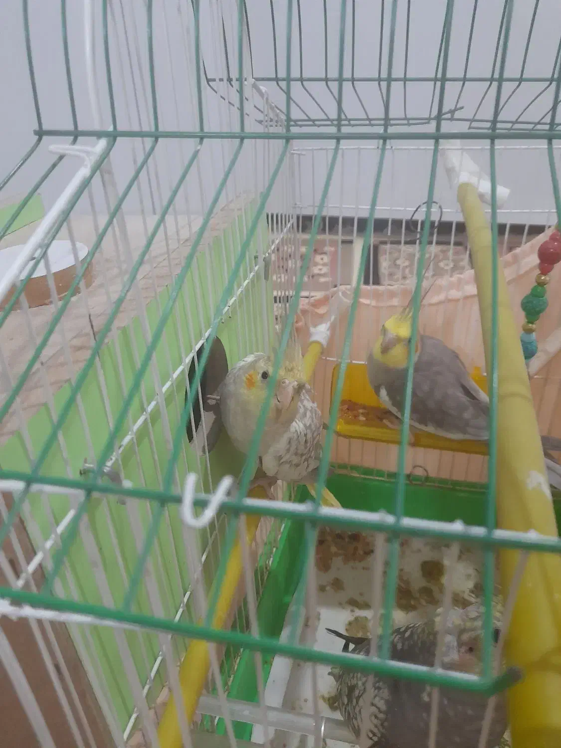 ۵ عدد عروس هلندی|پرنده|میانه, |دیوار