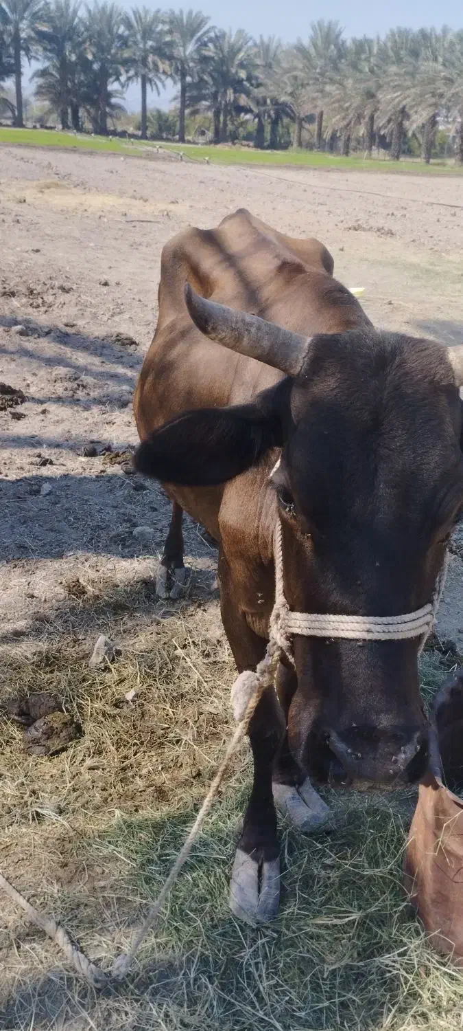 گاو ماده با گوساله|حیوانات مزرعه|بیکاه, |دیوار