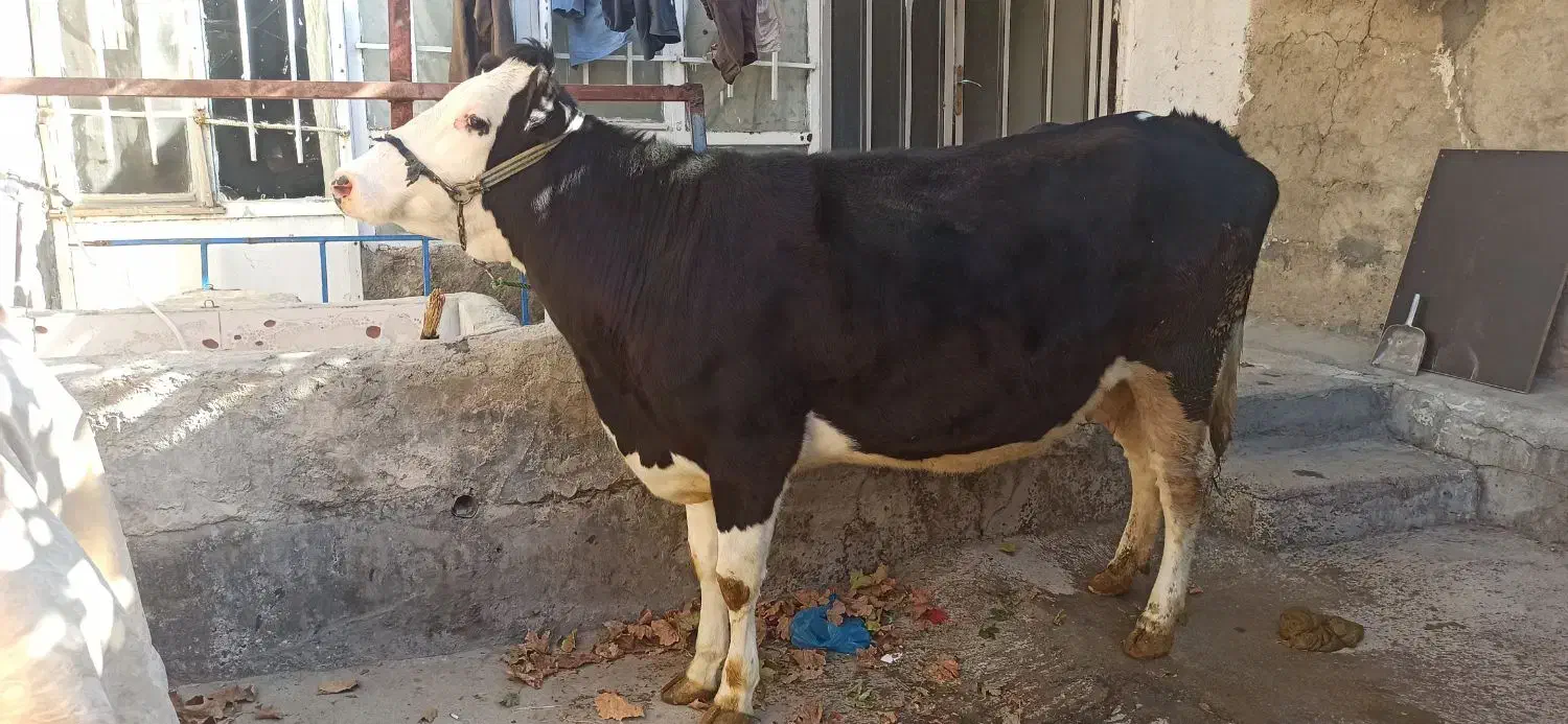 گاوسیمینتال اصیل ابستن|حیوانات مزرعه|صحنه, |دیوار