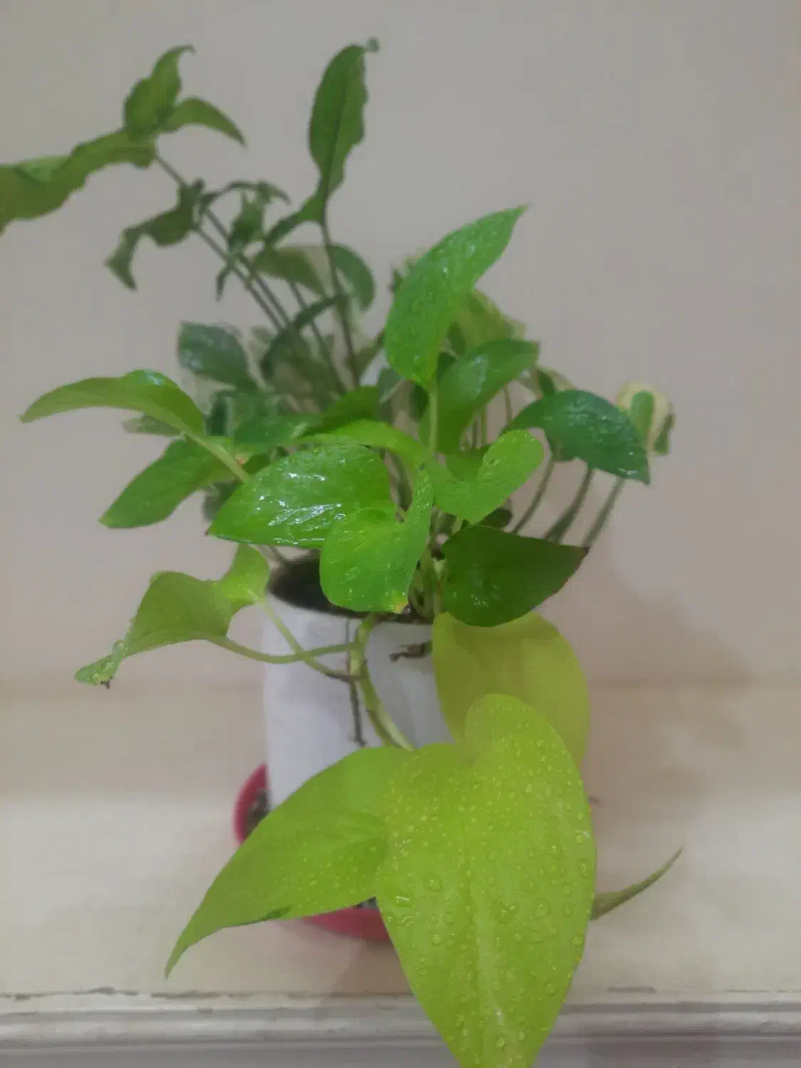 رویش مجددگیاهان اپارتمانی|گل و گیاه طبیعی|اصفهان, پوریای ولی|دیوار