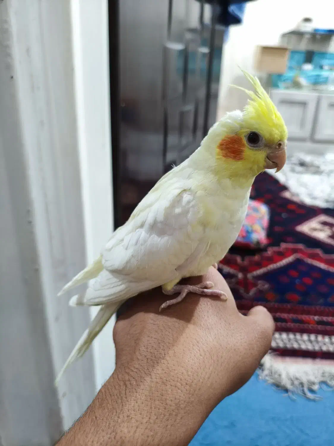 عروس هلندی دستی|پرنده|سیرجان, |دیوار