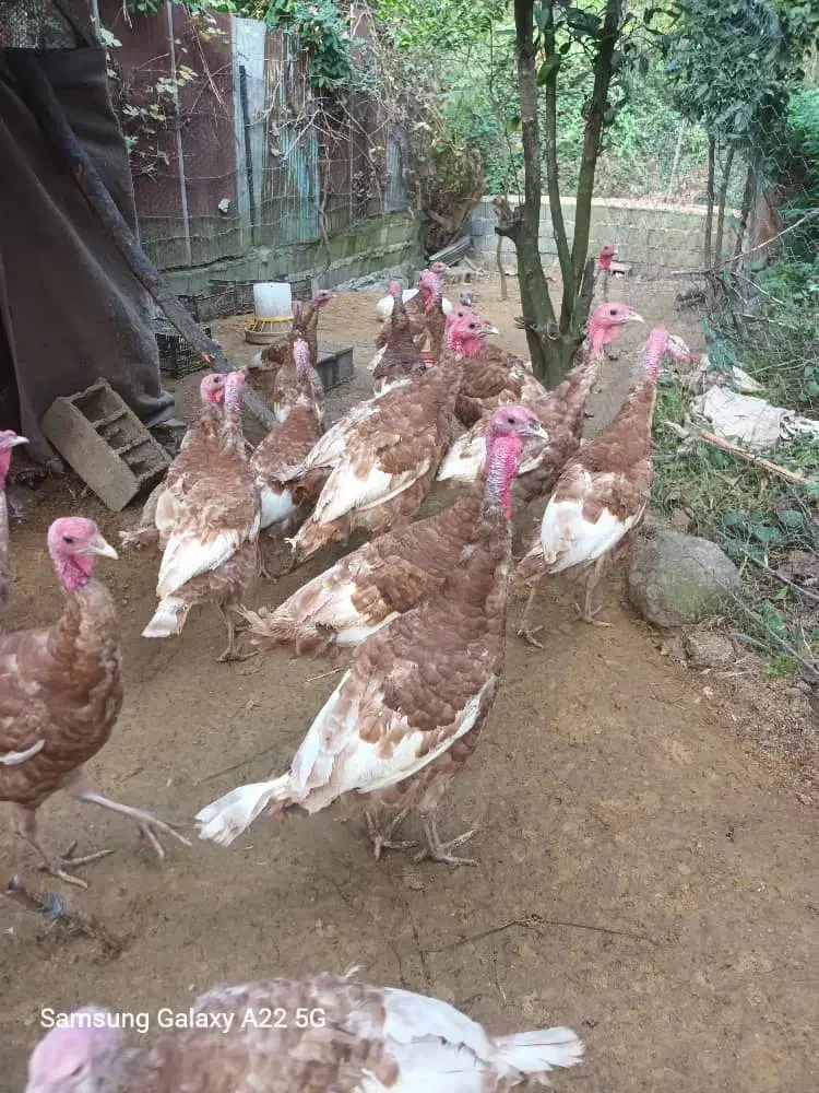 فروش بوقلمو جوان محلی|حیوانات مزرعه|رودسر, |دیوار