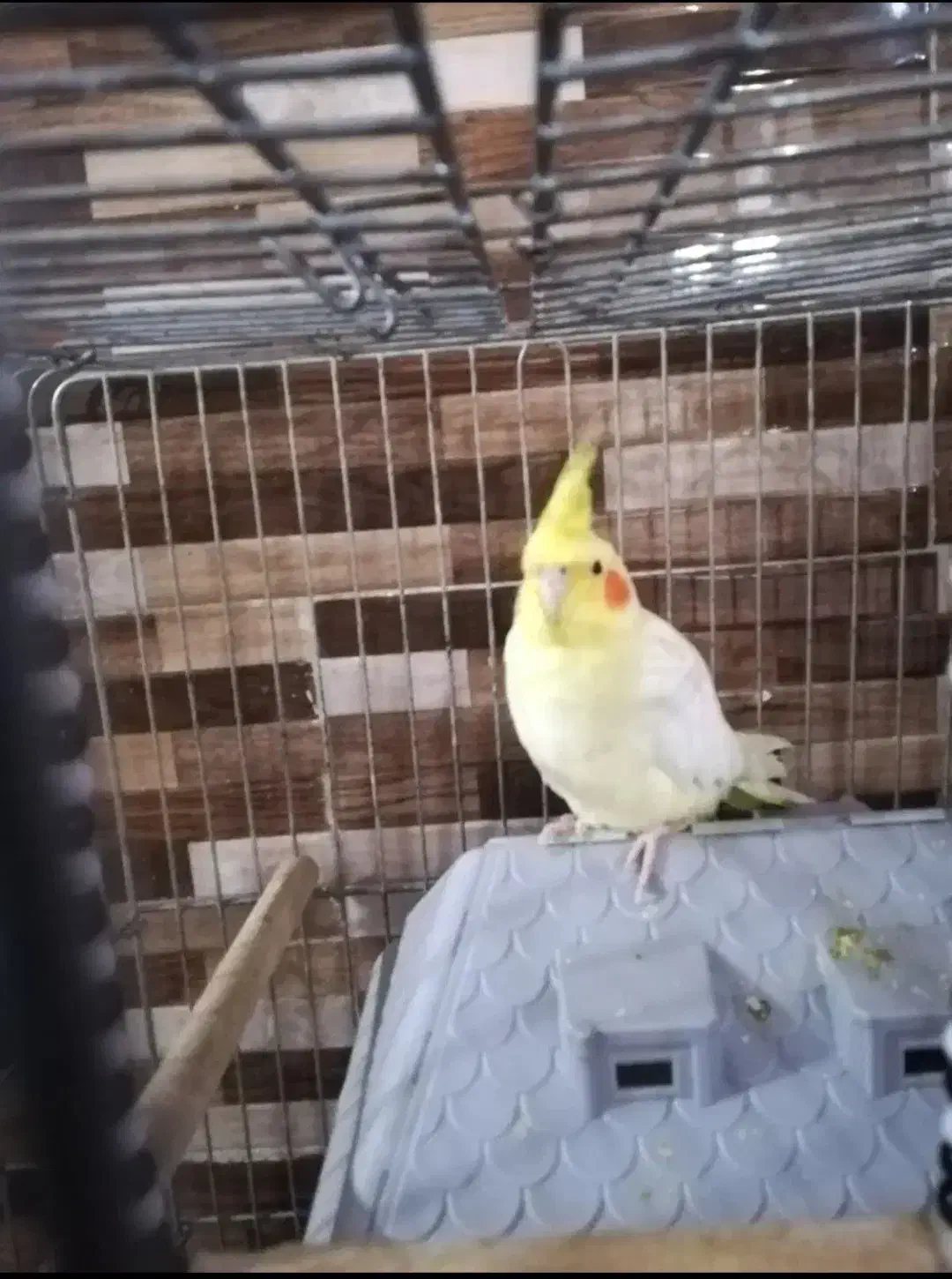 عروس هلندی یک جفت|پرنده|بندر ماهشهر, |دیوار