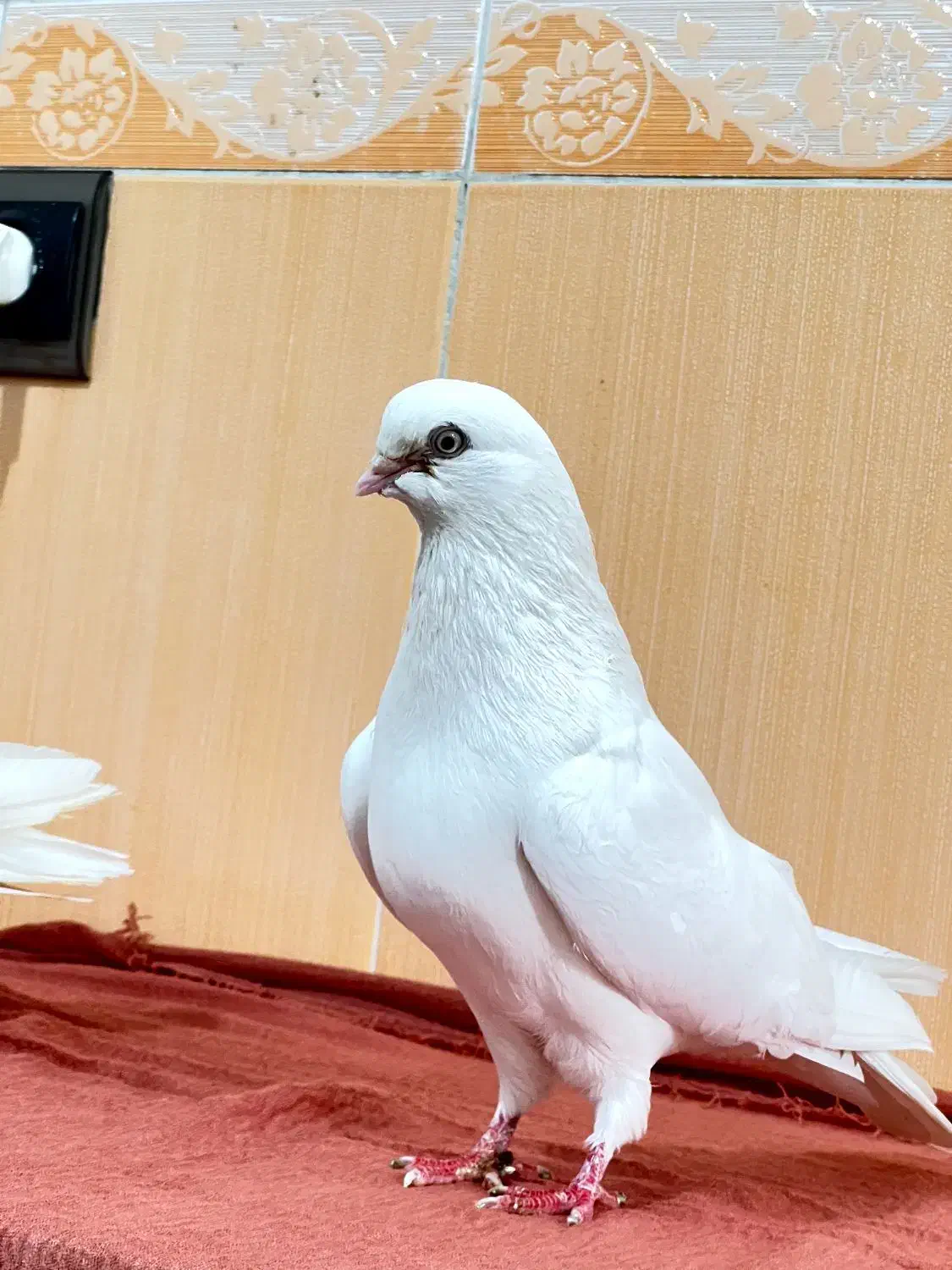 ۱۲عدد|پرنده|مهاباد (آذربایجان غربی), |دیوار