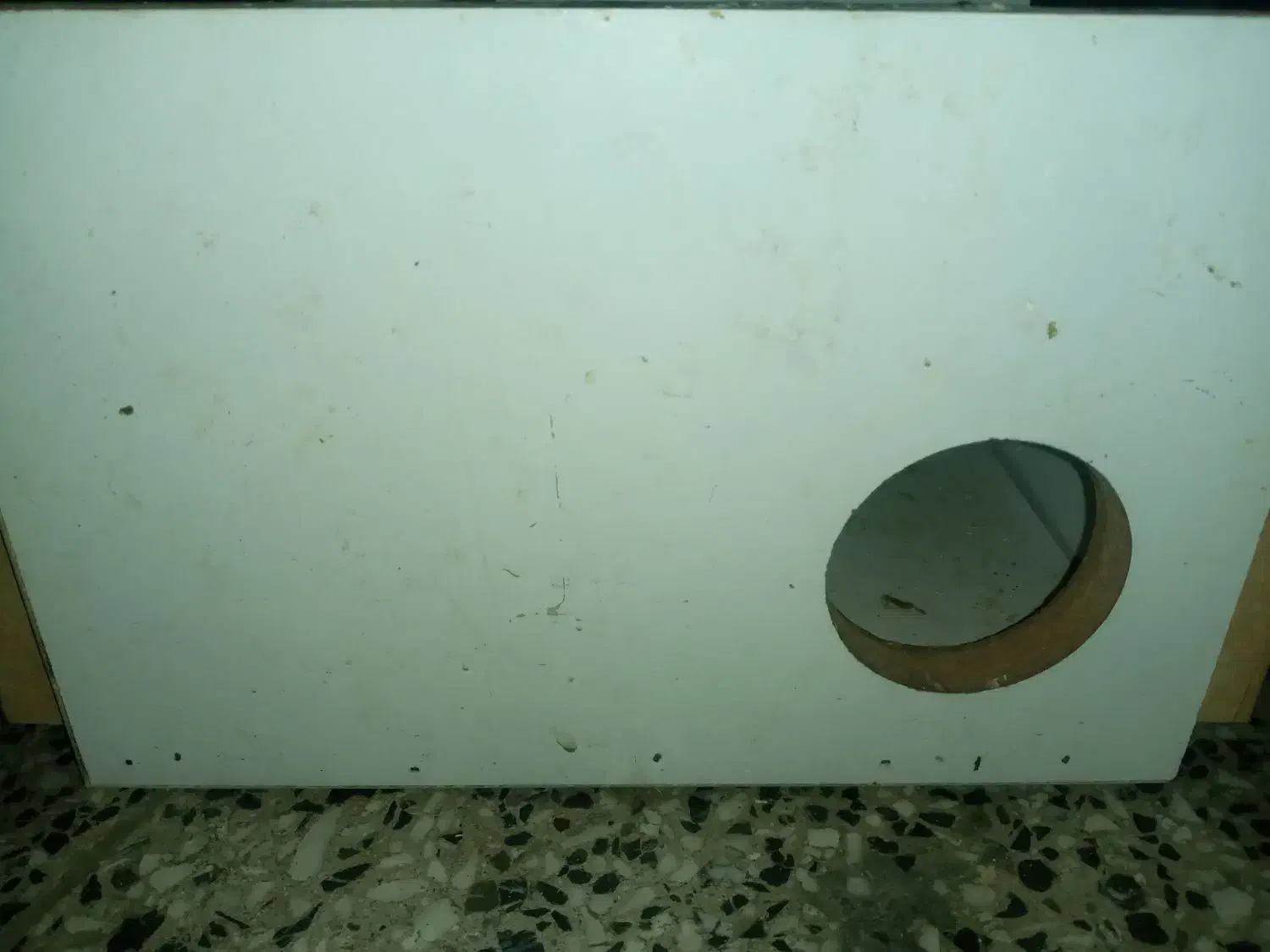 عروس هلندی جفت به شرط جوجه|پرنده|نجف‌آباد, ویلاشهر|دیوار