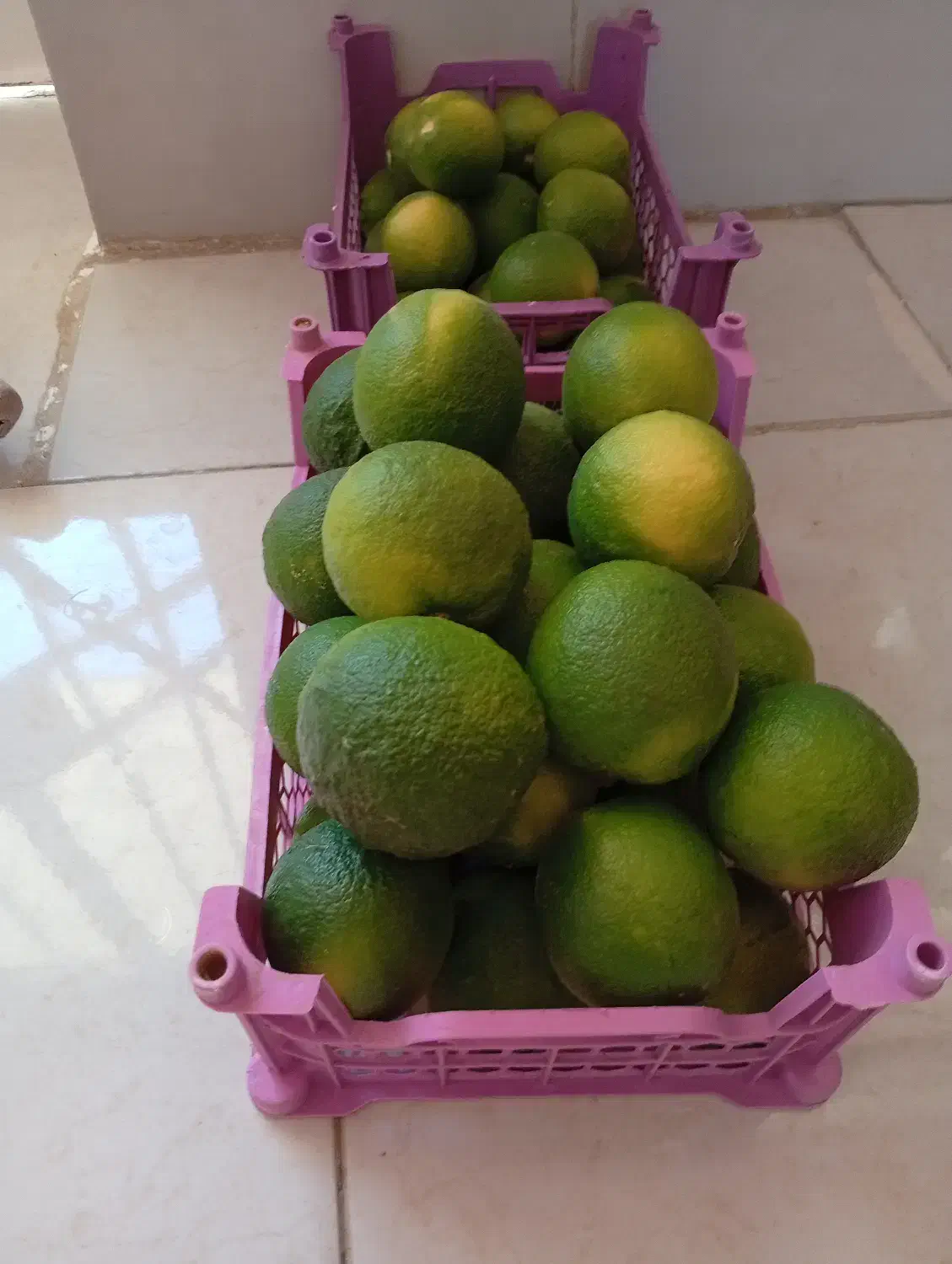 نارنج|خوردنی و آشامیدنی|شیراز, احمدی جنوبی|دیوار