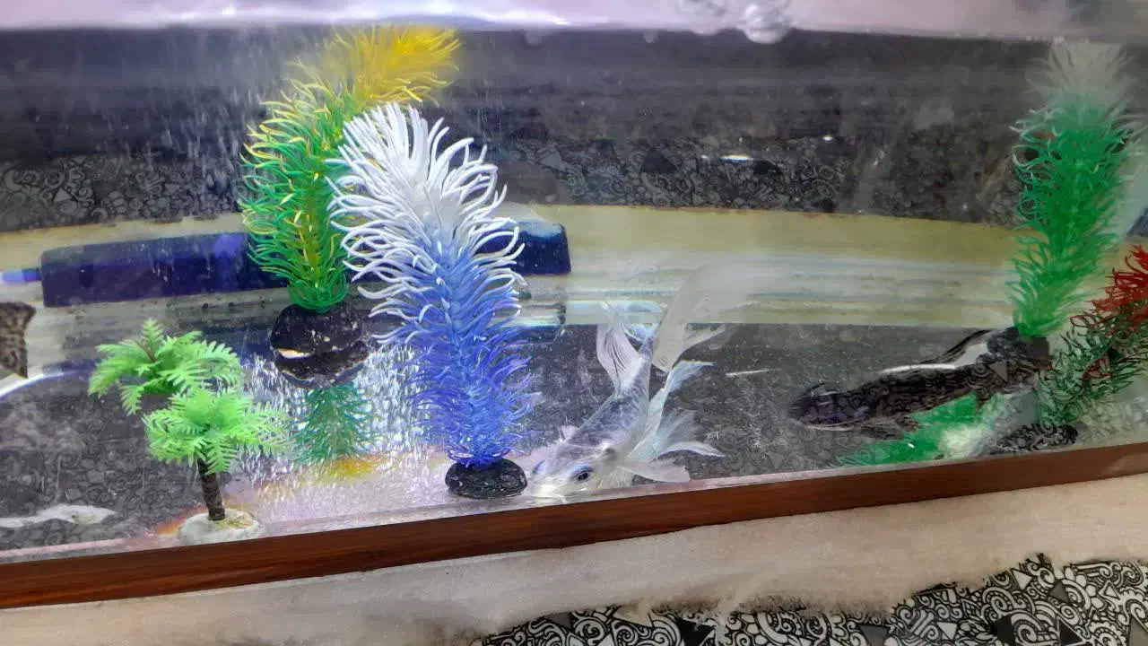 ماهی گوشت خوار معاوضه بامرغ خروس وعروس هلندی|ماهی|زارچ, |دیوار