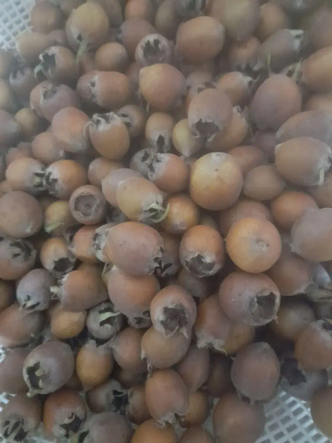 فروش ازگیل طبیعی|خوردنی و آشامیدنی|فندقلو, |دیوار