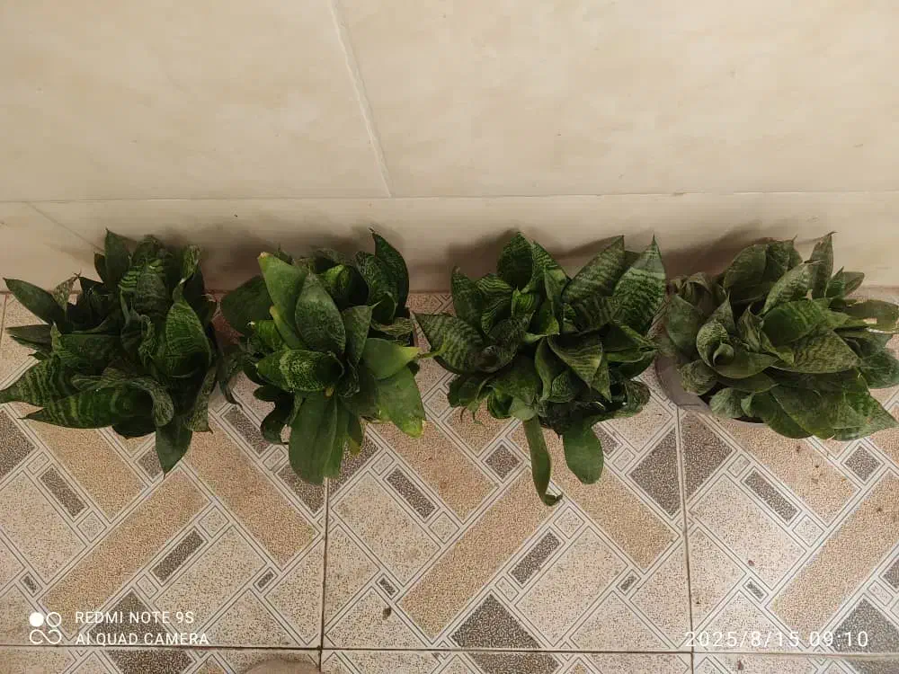 گلهای آپارتمانی|گل و گیاه طبیعی|کازرون, |دیوار