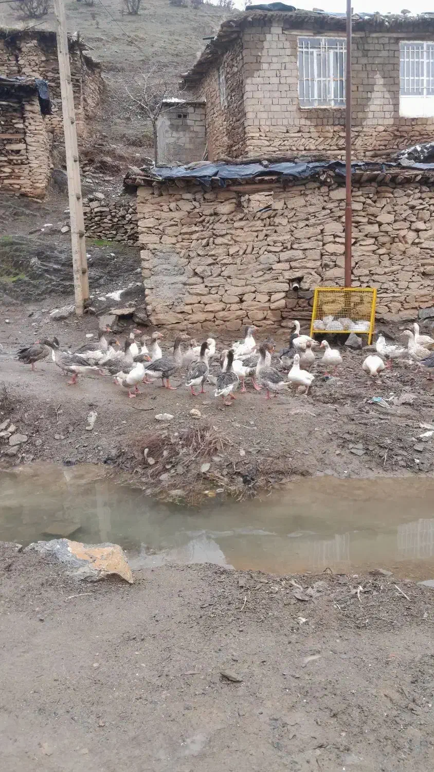 غاز محلی|حیوانات مزرعه|مریوان, |دیوار