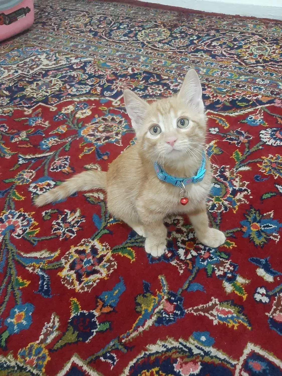 واگذاری گربه DSH|گربه|قزوین, |دیوار