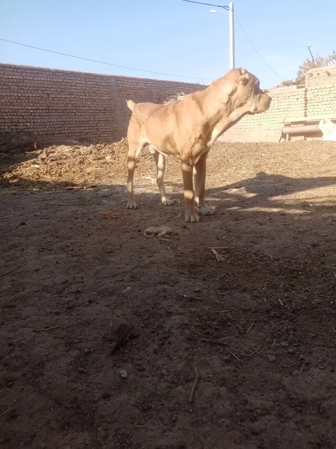 سگ گوسفندی جوان|سگ|اسفراین, |دیوار