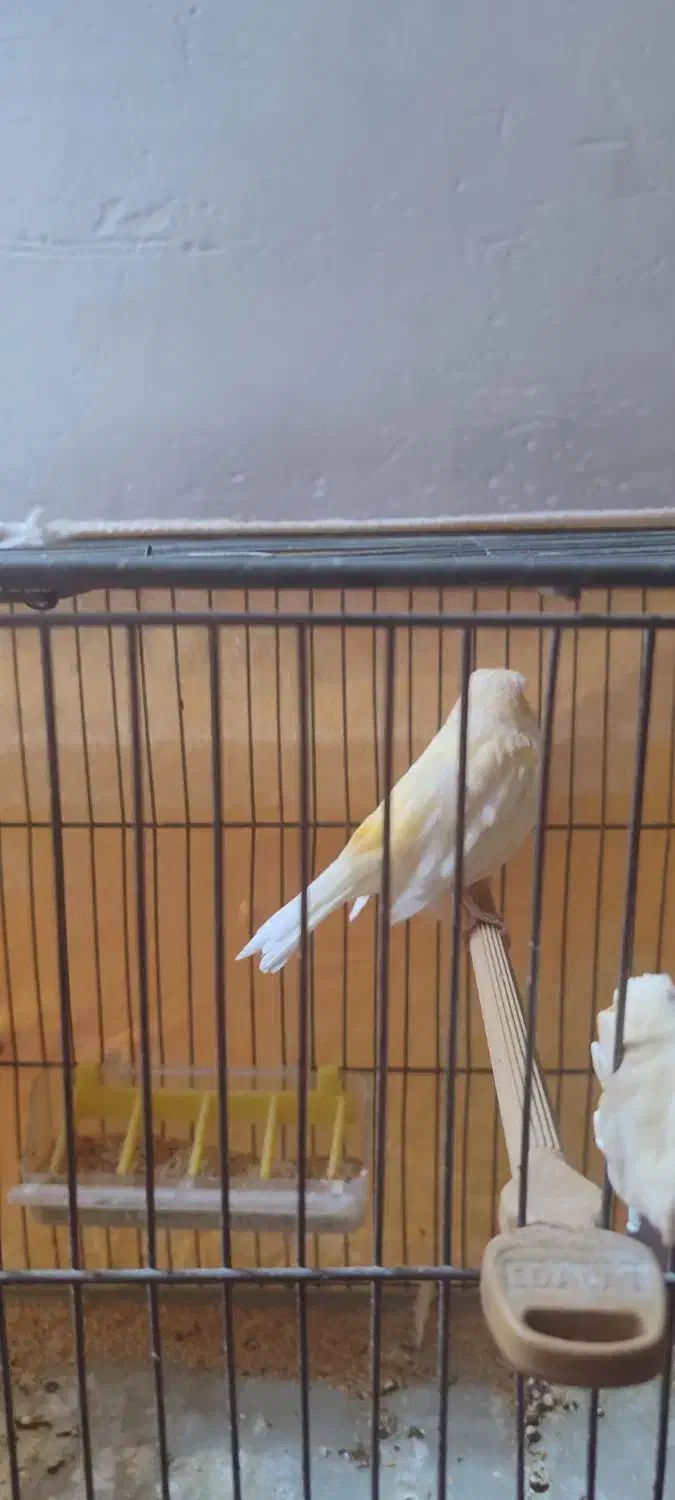 قناری زردزیبا|پرنده|خمینیشهر, |دیوار