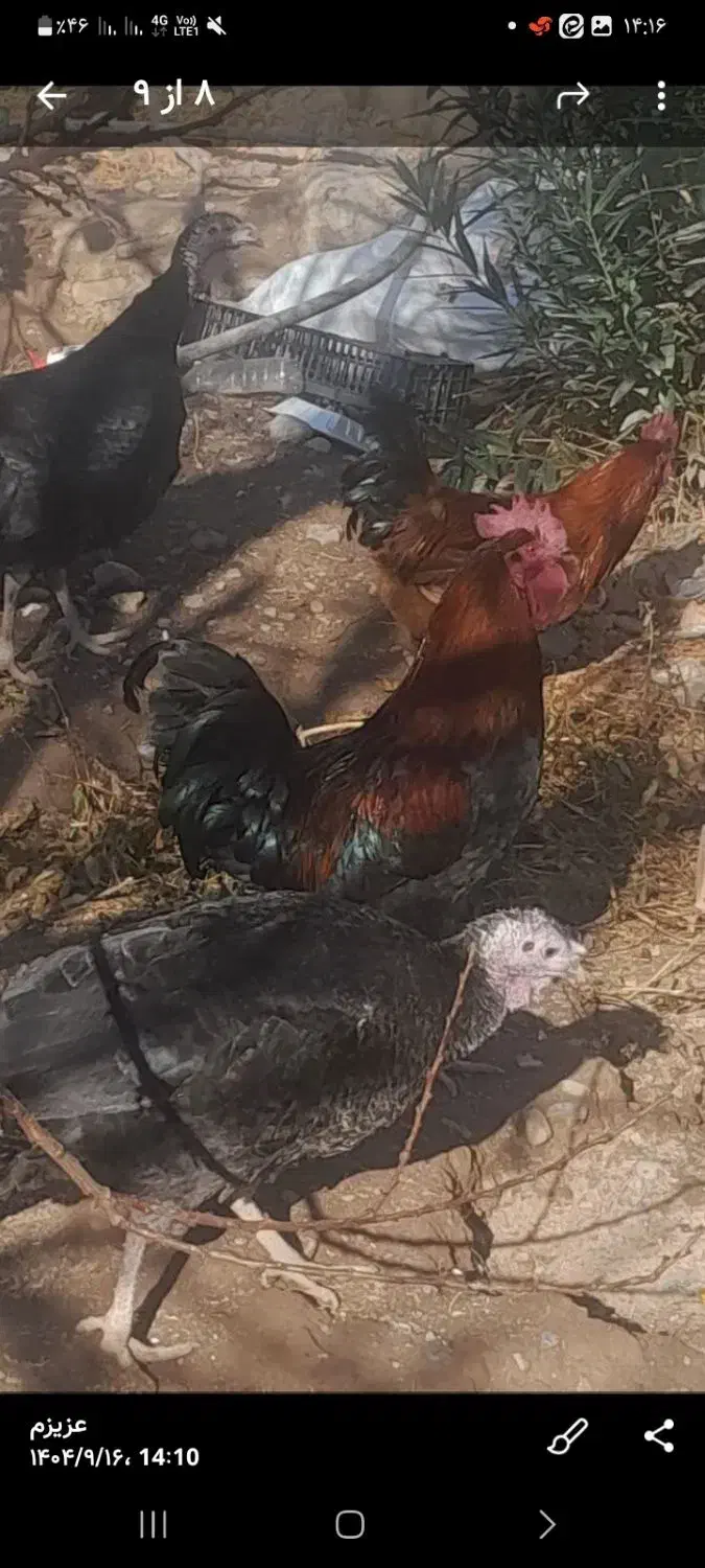 خروس وبوقلمون چاق برای کشتن|حیوانات مزرعه|نیشابور, فضل|دیوار