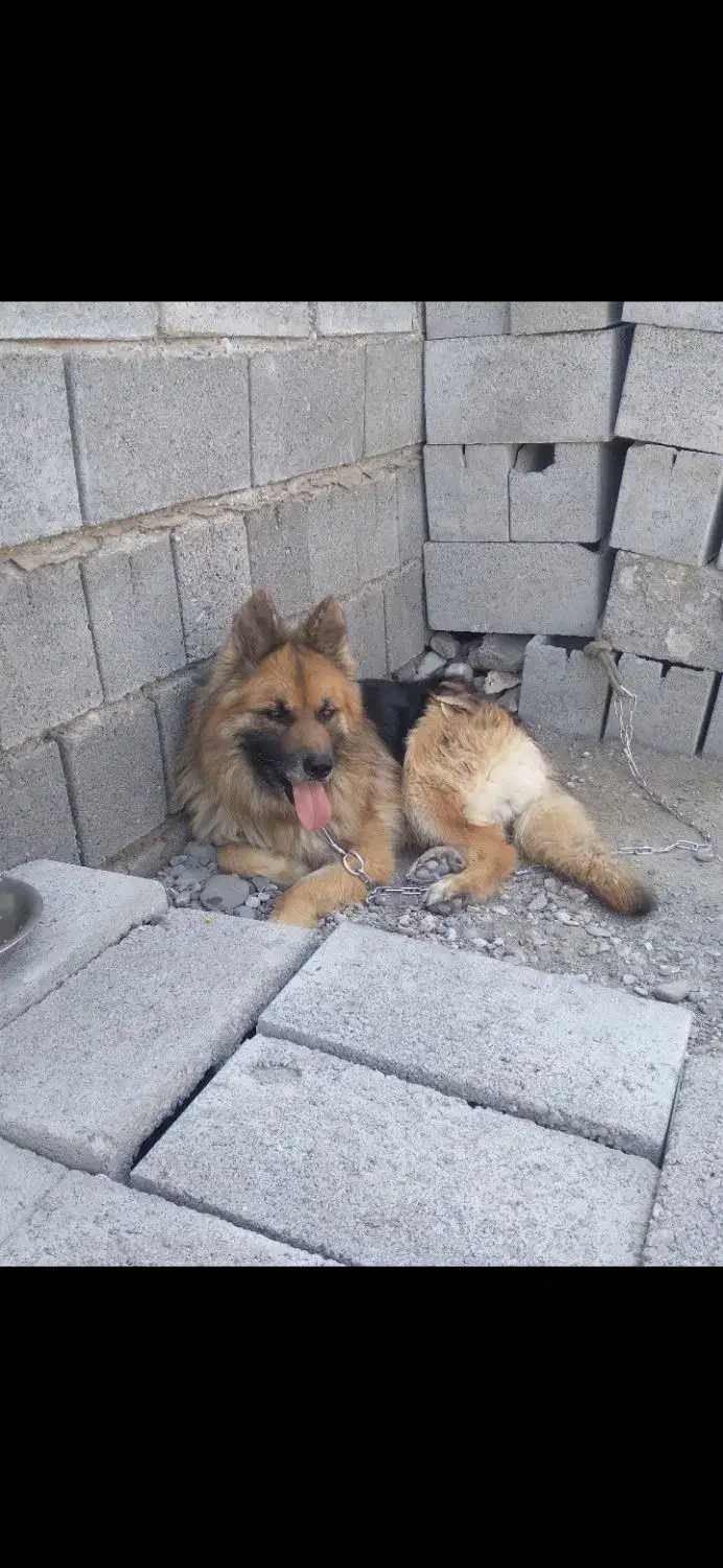 سگ ژرمن شولاین|سگ|میناب, |دیوار