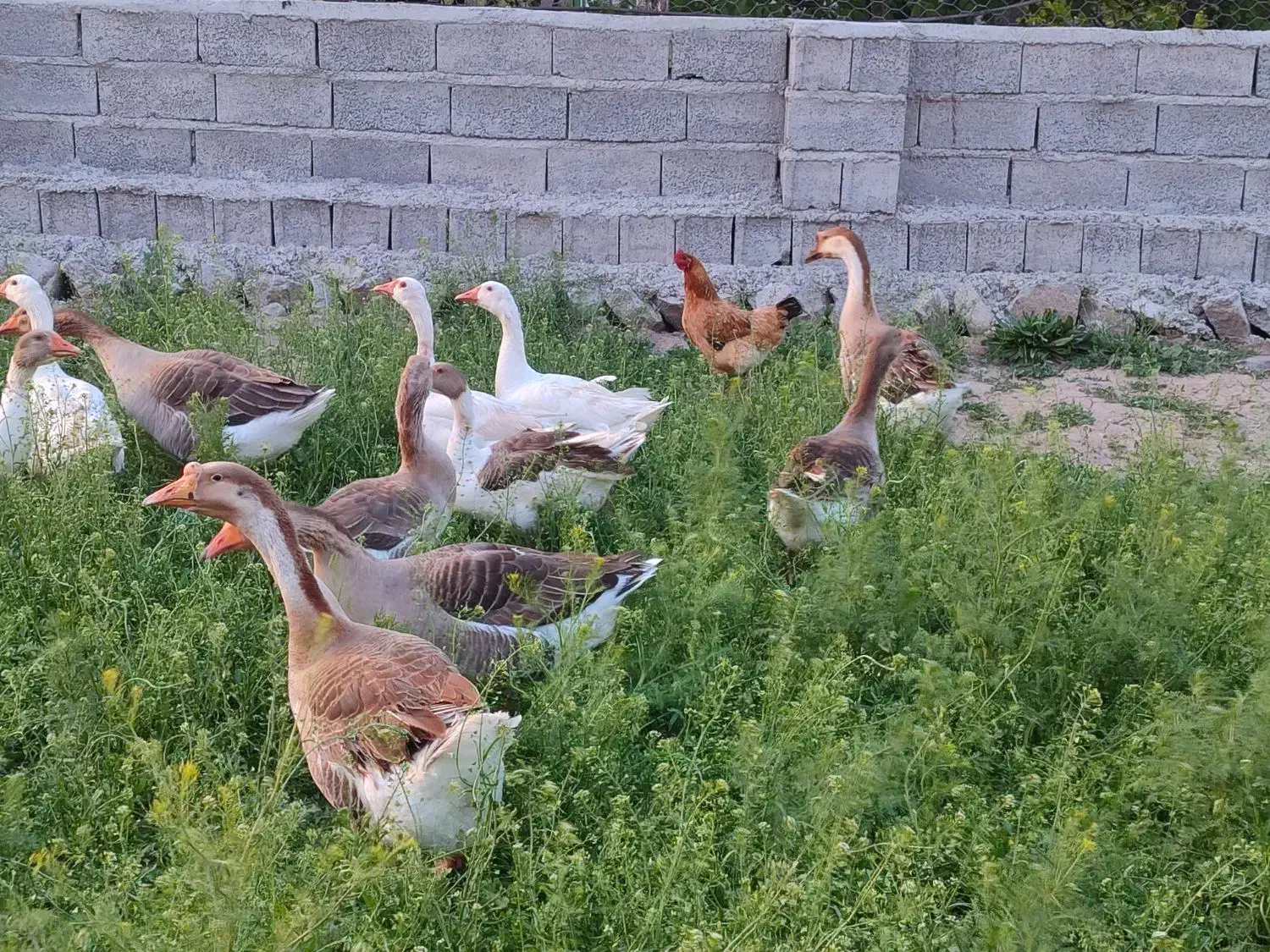 غازهای محلی طبیعی چاق و پروار و گوشتی بسیار لذیذ|حیوانات مزرعه|مشگین شهر, |دیوار