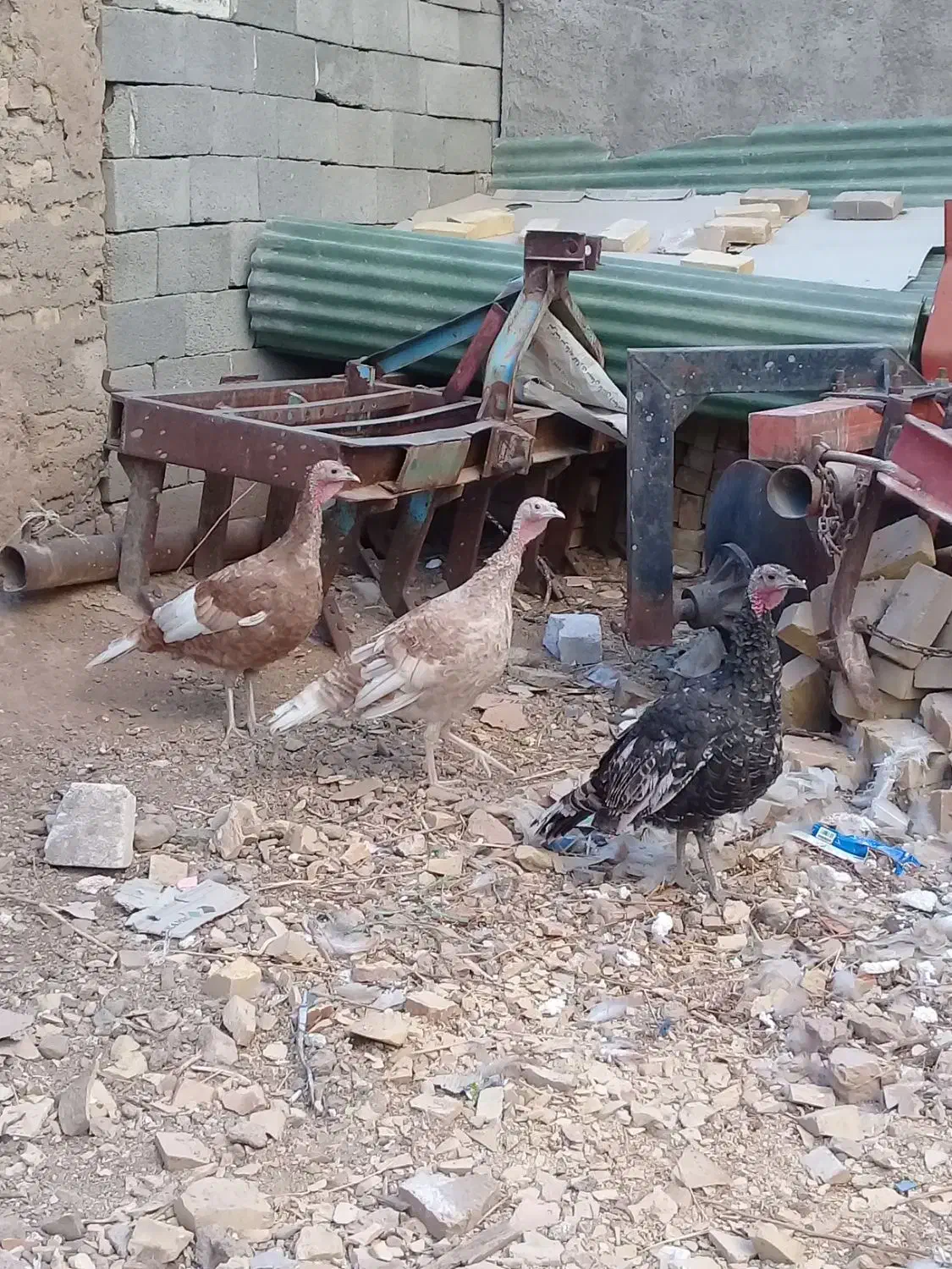 بوقلمون|حیوانات مزرعه|خرمدره, |دیوار