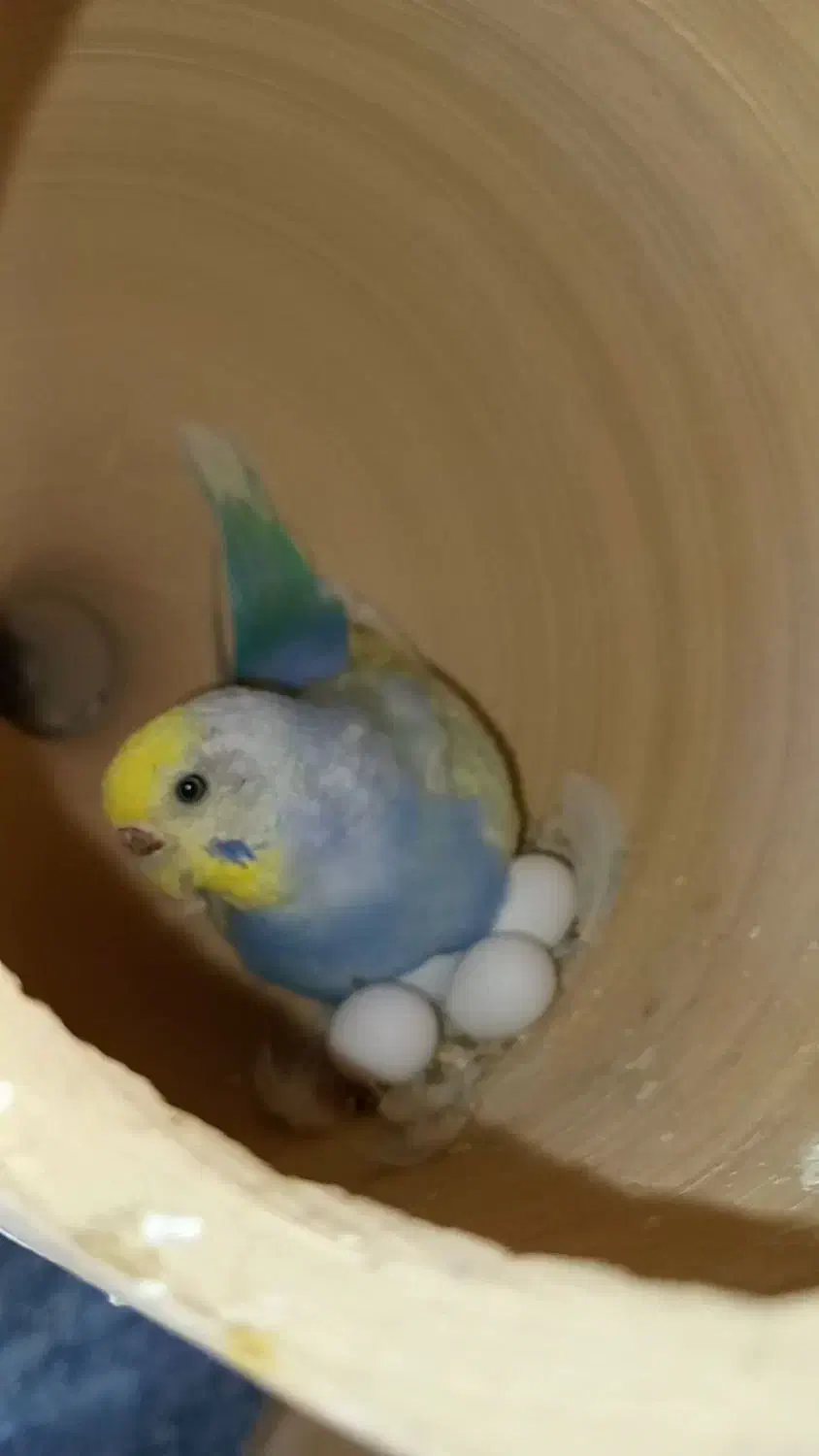 جوجه مرغ عشق|پرنده|زاهدان, |دیوار