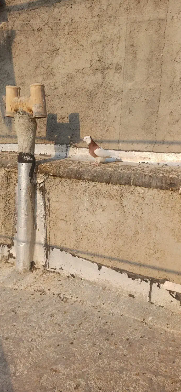 کبوتر طوقی|پرنده|سرپل ذهاب, |دیوار
