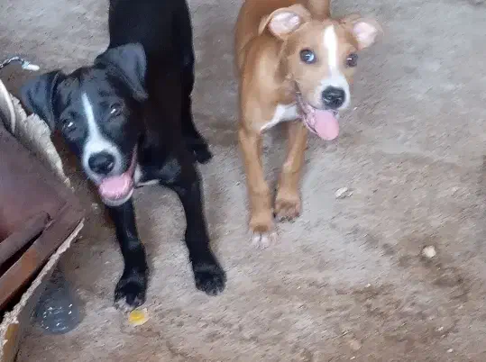 سگ پیتبول 6 ماهه|سگ|شیراز, ده پیاله|دیوار