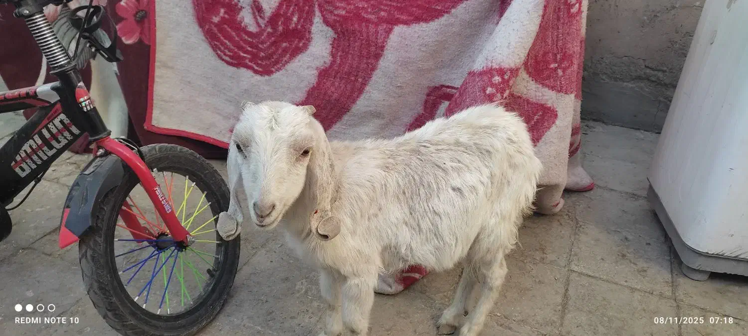 کره|حیوانات مزرعه|کرمان, |دیوار