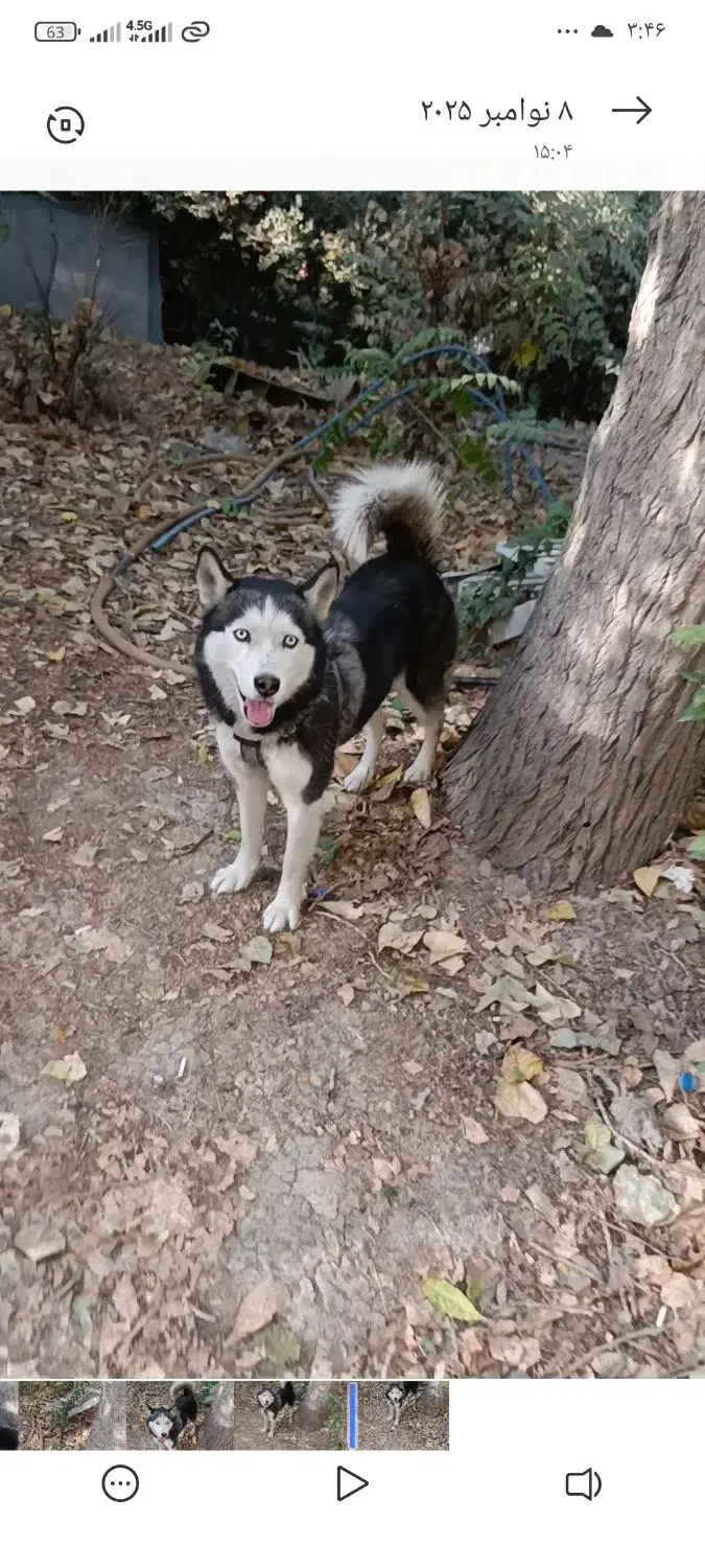 گمشده|سگ|پردیس, شهرک صنعتی کمرد|دیوار