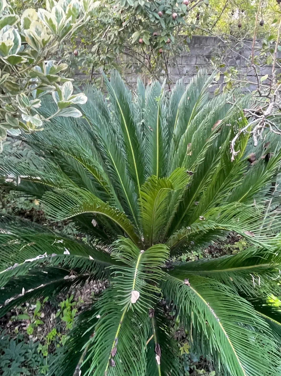 گل سیکاس مادر تنه دار|گل و گیاه طبیعی|کتالم و سادات شهر, |دیوار