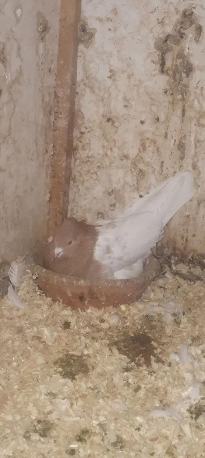 کبوتر|پرنده|فیروزآباد (لرستان), |دیوار