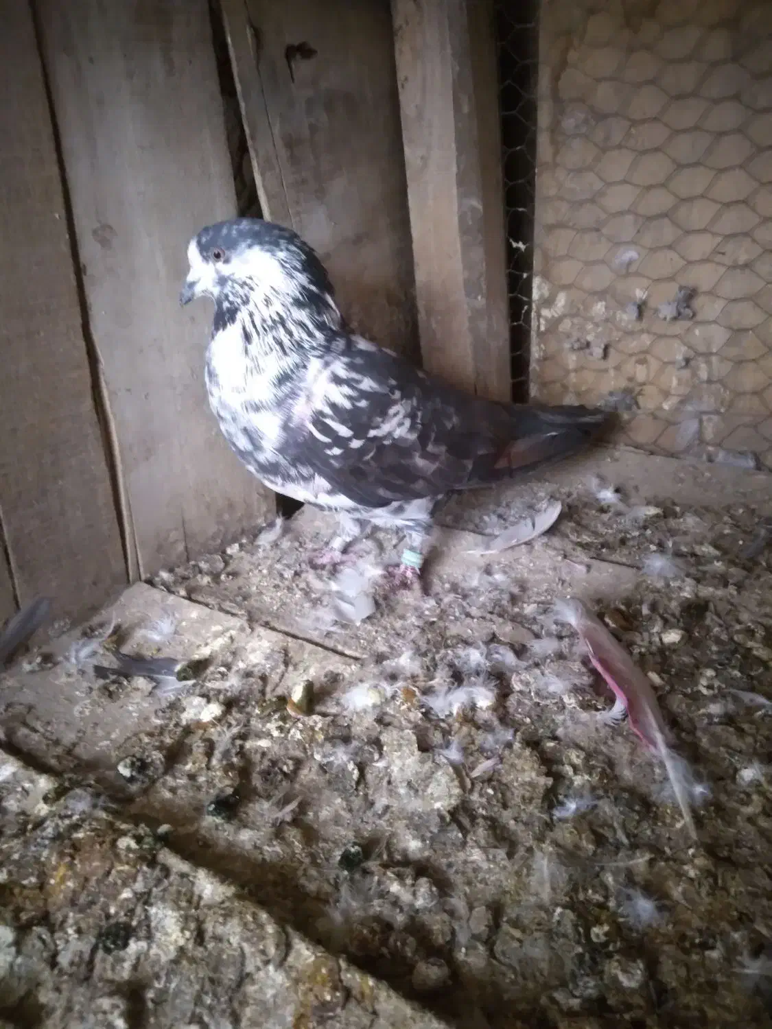 کفتر پرشی به شرط|پرنده|خزل, |دیوار