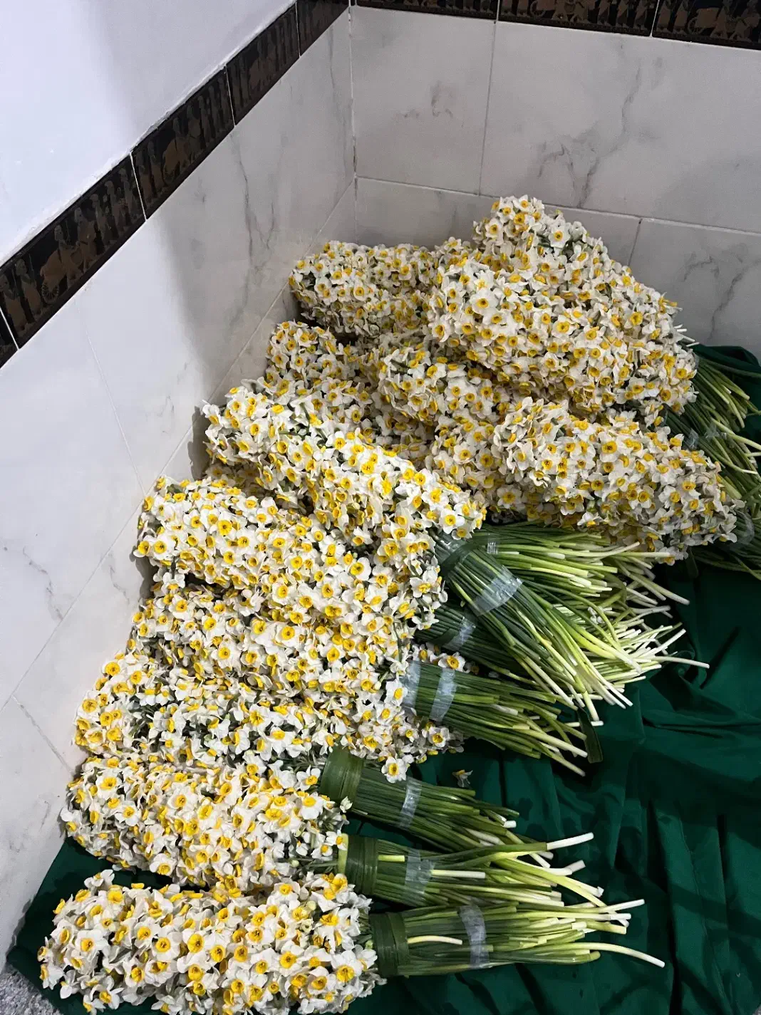 گل نرگس|گل و گیاه طبیعی|شیراز, شهرک بهار|دیوار